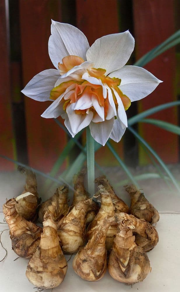 REPLETE DOUBLE NARCISSI