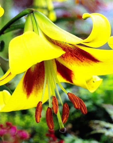 ROBERT SWANSON ORIENTAL TRUMPET LILY (TREE LIKE LILY)