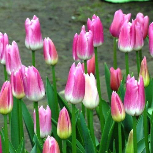 ROYAL TEN TRIUMPH TULIPS