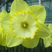 SAINT PATRICK’S DAY LARGE CUPPED DAFFODIL