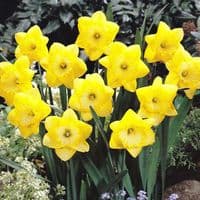 SAINT PATRICK’S DAY LARGE CUPPED DAFFODIL
