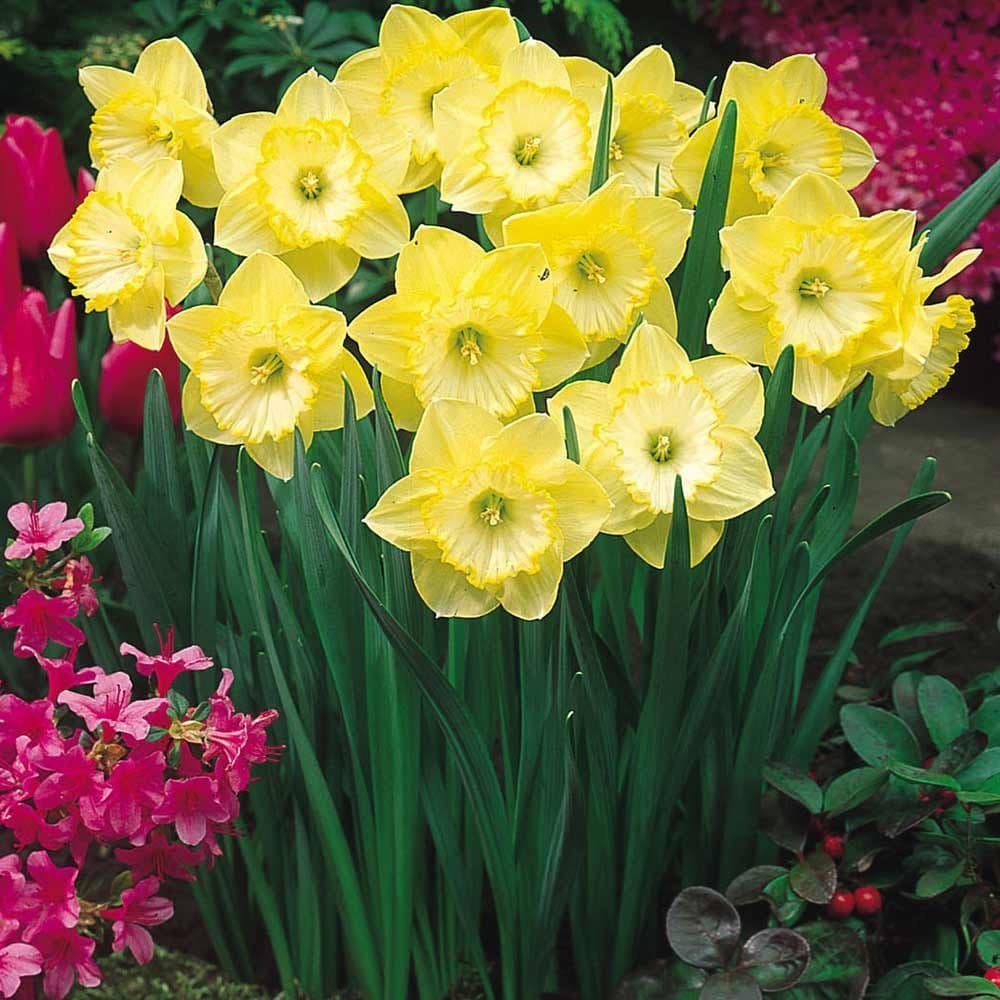 SAINT PATRICK’S DAY LARGE CUPPED DAFFODIL