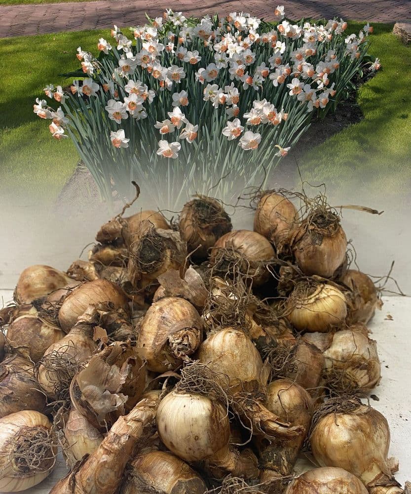 SALOME LARGE CUPPED DAFFODIL