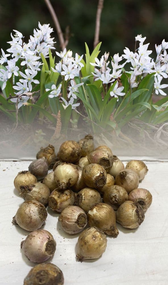 SCILLA SIBERICA ALBA SIBERIAN WOOD SQUILL