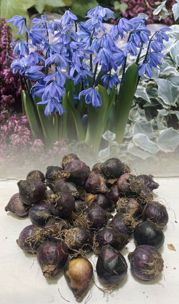 SCILLA SIBERICA GENTIAN-BLUE SIBERIAN WOOD SQUILL