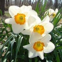 SEMPRE AVANTI LARGE CUPPED DAFFODIL