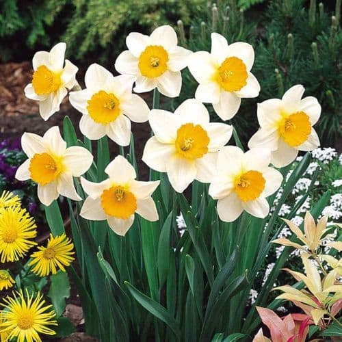 SEMPRE AVANTI LARGE CUPPED DAFFODIL