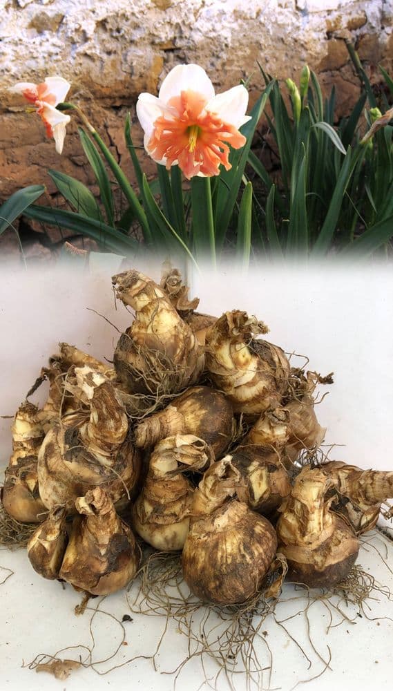 SHRIKE SPLIT CORONA DAFFODIL