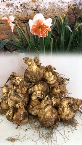 SHRIKE SPLIT CORONA DAFFODIL