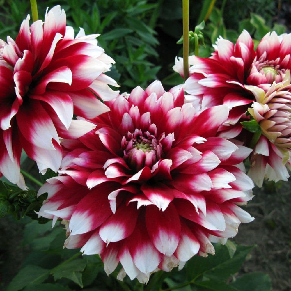 SIEDLERSTOLZ DEORATIVE DAHLIA (BORDER TYPE)