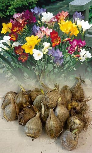 SINGLE FREESIA RAINBOW MIXTURE