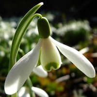 SINGLE SNOWDROP GALANTHUS NIVALIS