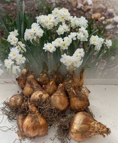 SIR WINSTON CHURCHILL DOUBLE DAFFODIL