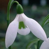 SNOWDROP GALANTHUS IKARIAE (WORONOWII)