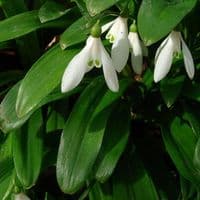 SNOWDROP GALANTHUS IKARIAE (WORONOWII)
