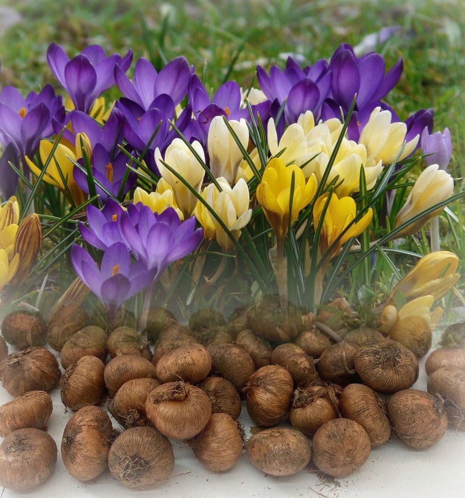 Specie Crocus-Mixed