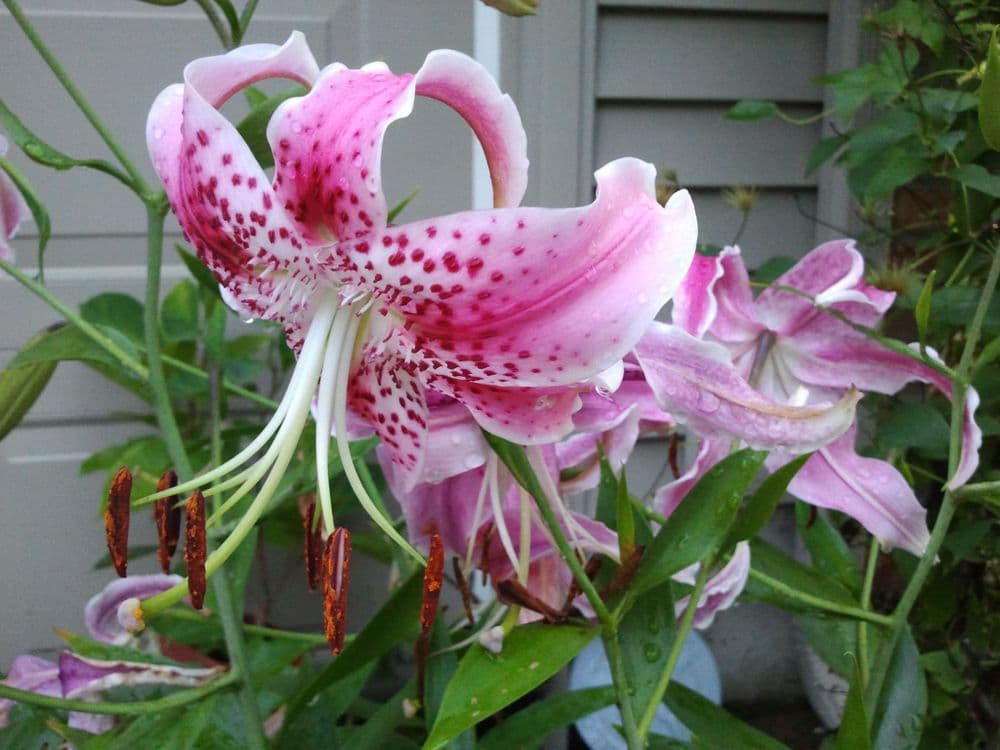 SPECIOSUM RUBRUM (UCHIDA) SPECIE LILY