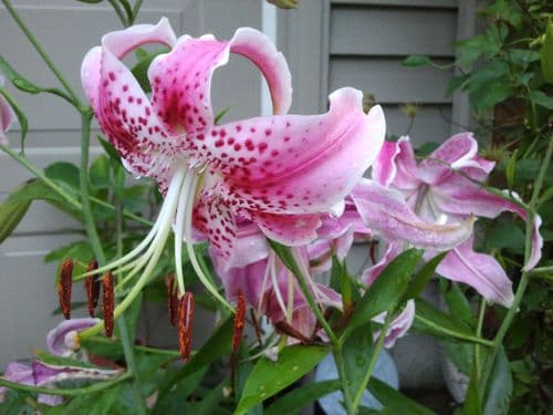 SPECIOSUM RUBRUM (UCHIDA) SPECIE LILY