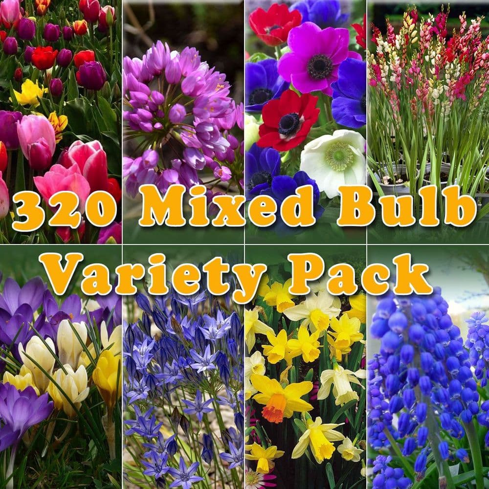 SPRING FLOWERING BULB MIXED PACK 320 BULBS 8 VARIETIES SPRING LONG GARDEN PLANTS