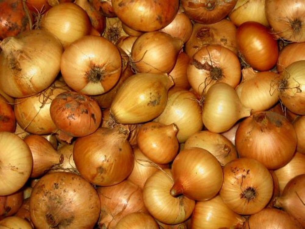 STUTTGARTER GIANT ONION SETS  500 gram  (80-90 sets)