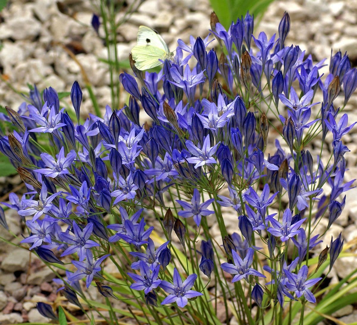 SUMMER FLOWERING BULB MIXED PACK 320 BULBS 8 VARIETIES SUMMER LONG ...