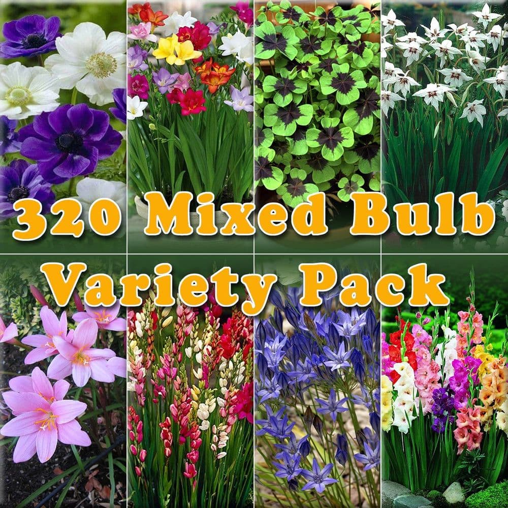 SUMMER FLOWERING BULB MIXED PACK 320 BULBS 8 VARIETIES SUMMER LONG GARDEN PLANTS