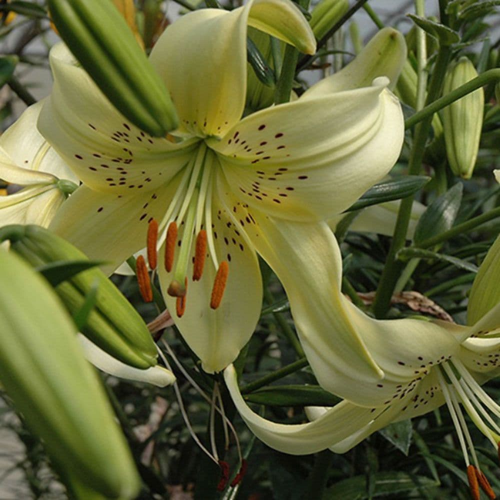 SWEET SURENDER ASIATIC LILY