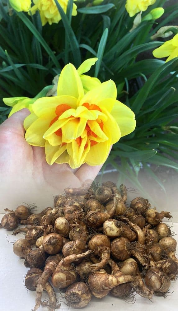 TAHITI DOUBLE DAFFODIL /NARCISSUS