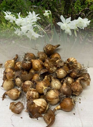 THALIA NARCISSUS Miniature Daffodil/Narcissi