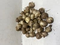 TRITELEIA QUEEN FABIOLA BRODIAEA LAXA