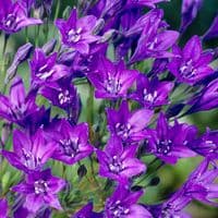 TRITELEIA QUEEN FABIOLA BRODIAEA LAXA