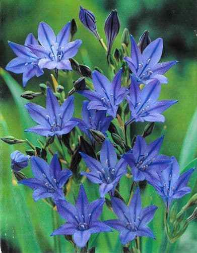 TRITELEIA QUEEN FABIOLA BRODIAEA LAXA