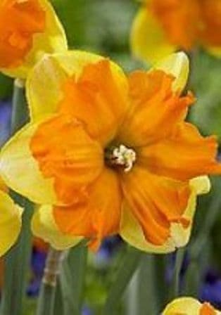 TRITOMBA SPLIT CORONA DAFFODIL