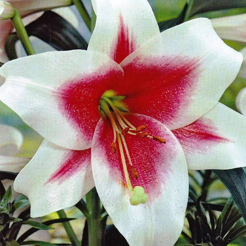 TRIUMPHATOR LONGIFLORUM ORIENTAL LILY (ZANLOPHATOR)
