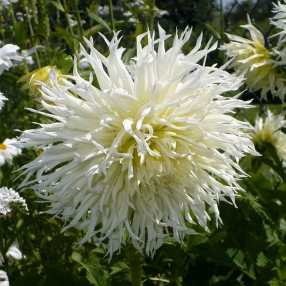 TSUKI-YORI-NO-SHISHA DAHLIA