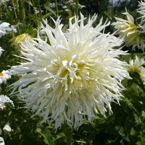 TSUKI-YORI-NO-SHISHA DAHLIA