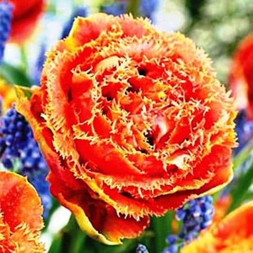 TULIPA SENSUAL TOUCH FRINGED (CRISPA) TULIP