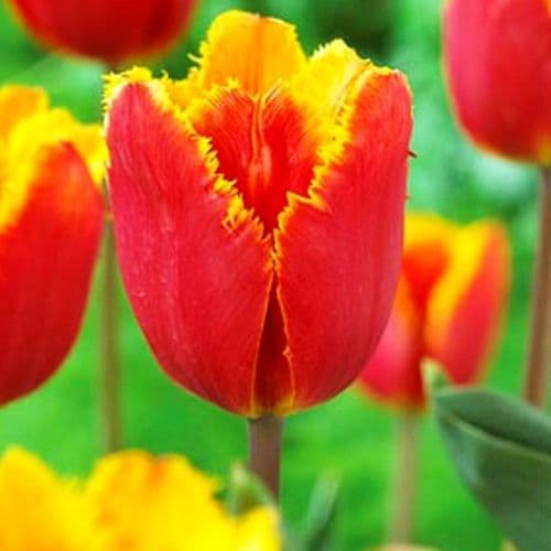 TULIPA TIANO FRINGED (CRISPA) TULIP