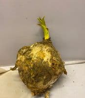 URGINEA MARITIMA SEA SQUILL