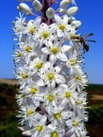URGINEA MARITIMA SEA SQUILL