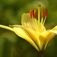 VAL DI SOLE ASIATIC LILY