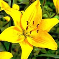 VAL DI SOLE ASIATIC LILY
