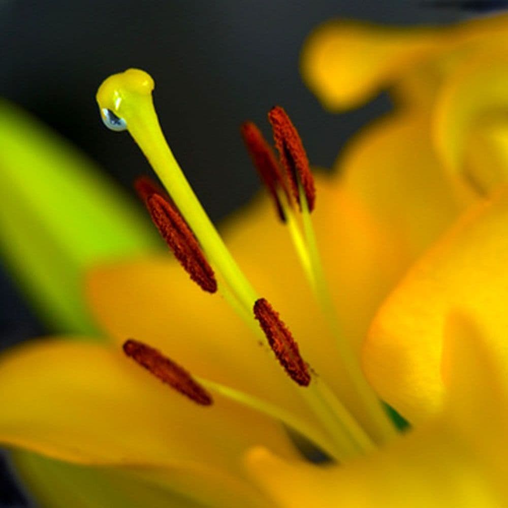 VAL DI SOLE ASIATIC LILY
