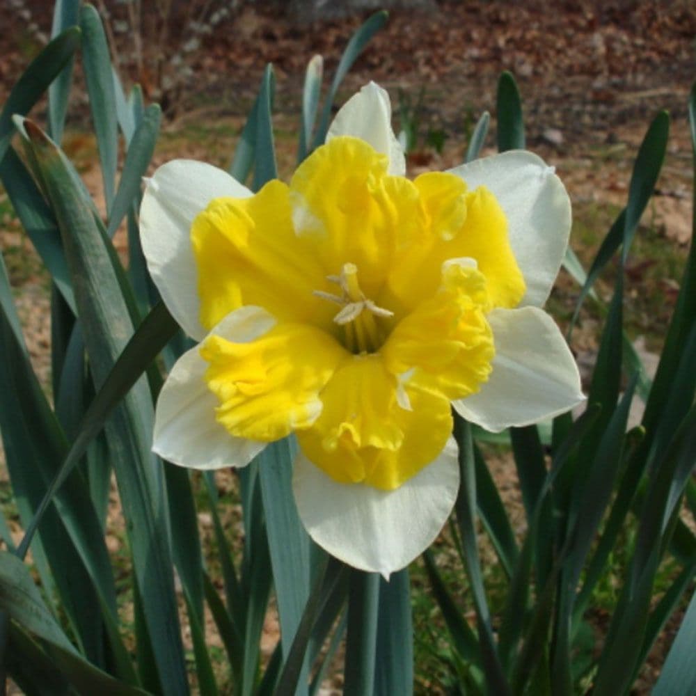 VALDROME SPLIT CORONA DAFFODIL