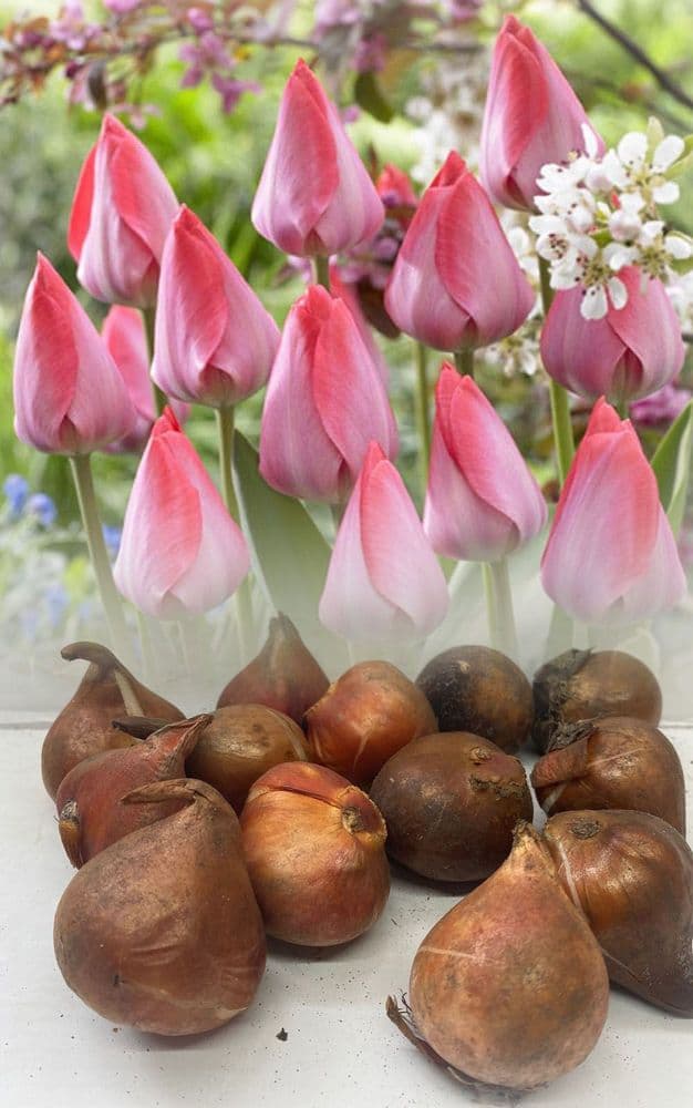 VAN EIJK DARWIN HYBRID TULIPS