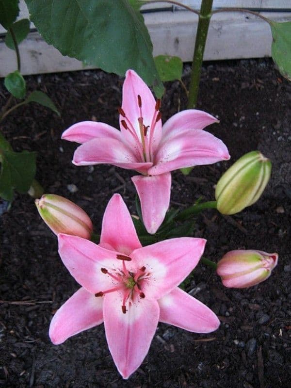 VERMEER ASIATIC LILY