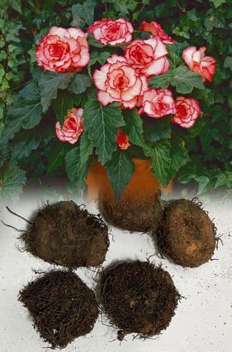 WHITE & RED BEGONIA PICOTEE TYPE