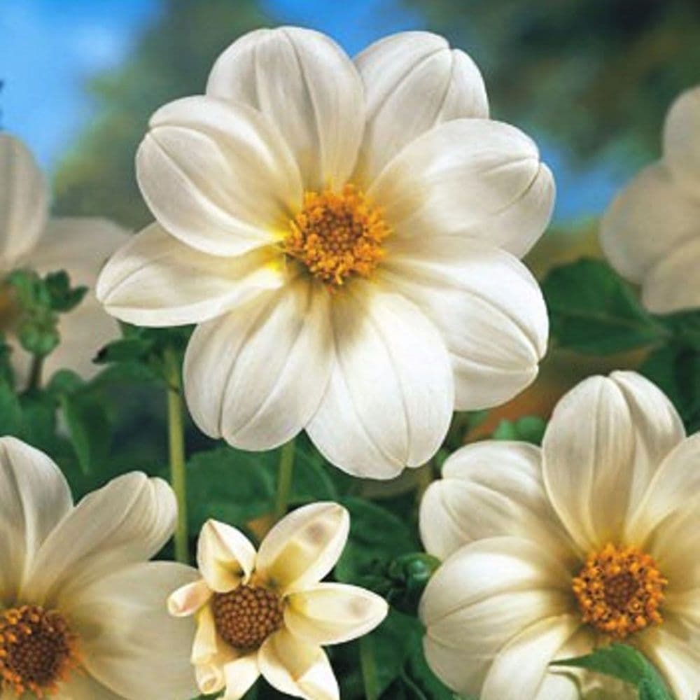 WHITE SNEEZY ANEMONE-TYPE DAHLIA