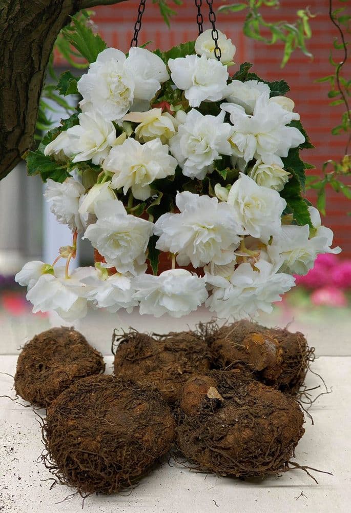 WHITE TRAILING (PENDULA) BEGONIA