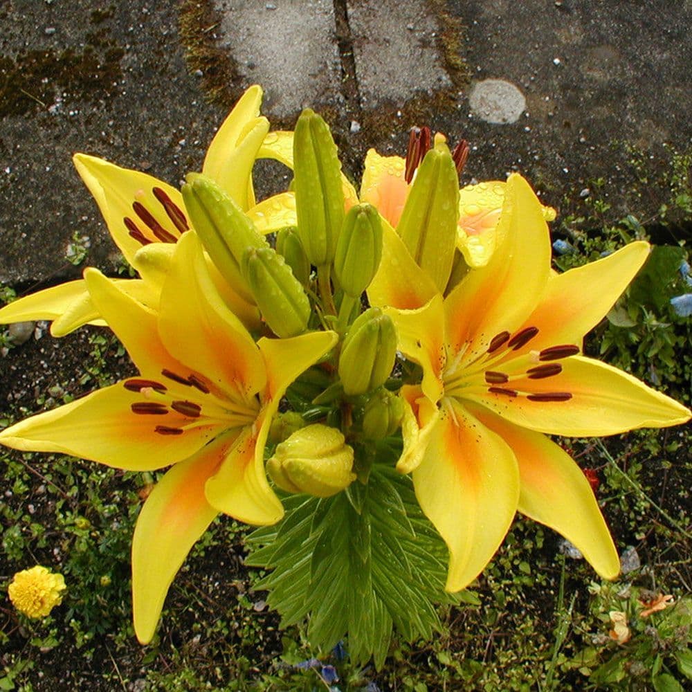 YELLOW Oriental Lily